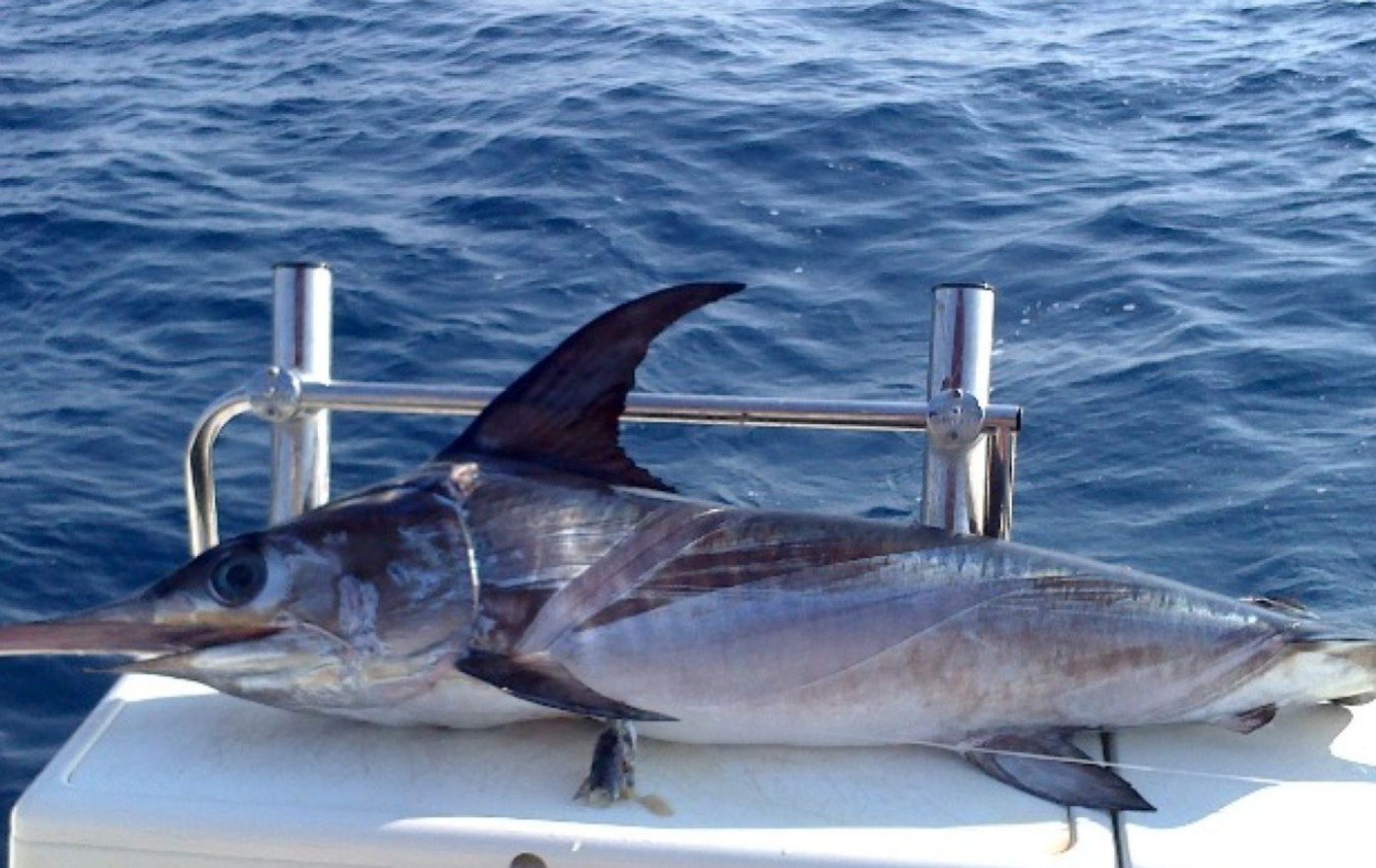 8 Hour Trip – Big Game Fishing