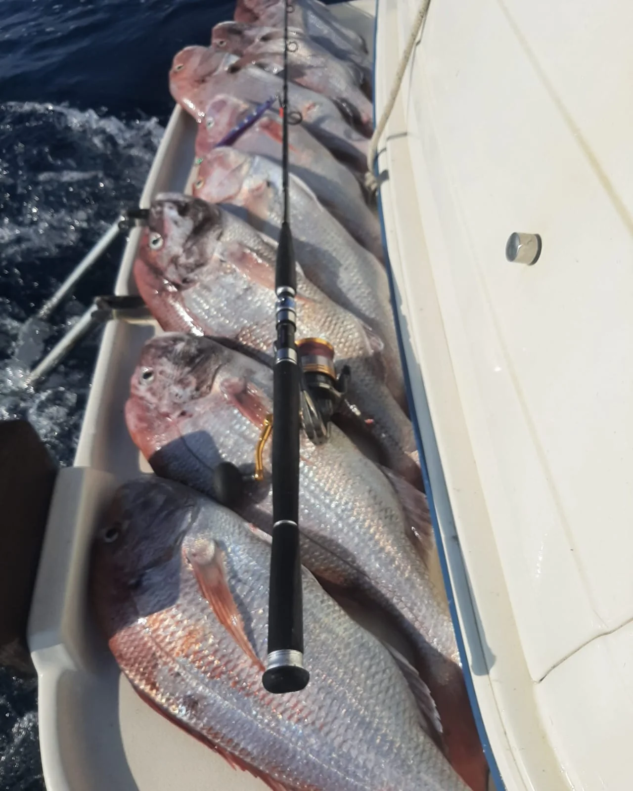 6 Hour Trip (AM) – Offshore Fishing